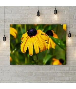 Картина на полотні Coneflower, 50х35 см