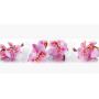 Виниловая наклейка фартук-скинали на кухню Орхидея Сакраменто 600х2500 мм розовый