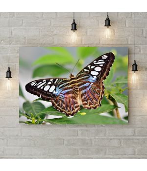 Картина на холсте Пархающая бабочка, 50х35 см