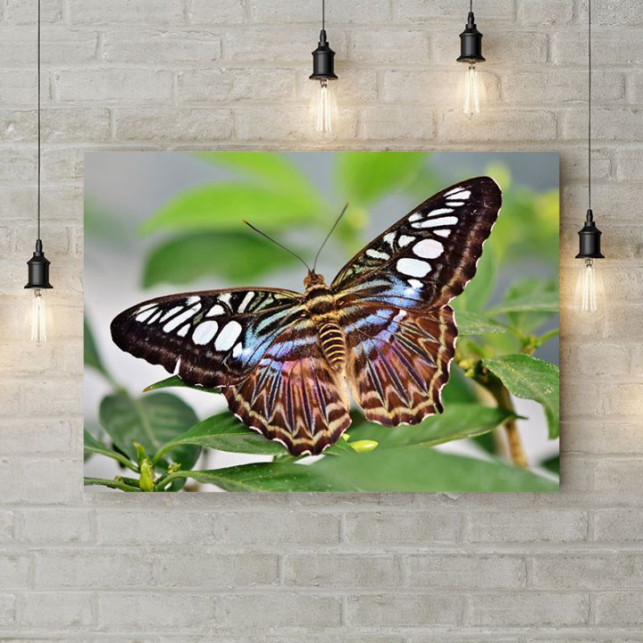 Картина на холсте Пархающая бабочка, 50х35 см