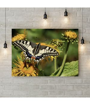Картина на холсте Взлетающая бабочка, 50х35 см