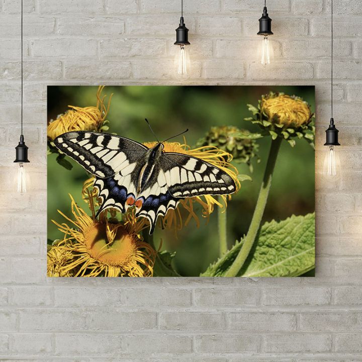 Картина на холсте Взлетающая бабочка, 50х35 см