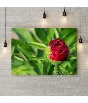 Картина на холсте Бутон розы, 50х35 см