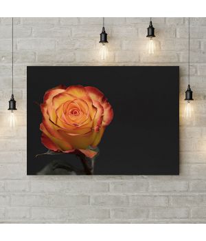 Картина на холсте Желто-красная роза 1, 50х35 см