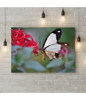 Картина на холсте Чёрно-белая бабочка, 50х35 см