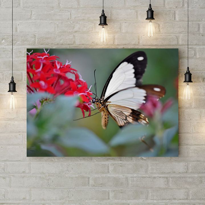Картина на холсте Чёрно-белая бабочка, 50х35 см