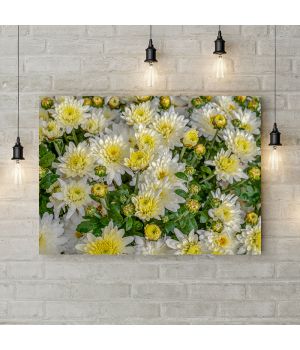 Картина на холсте Белые хризантемы, 50х35 см