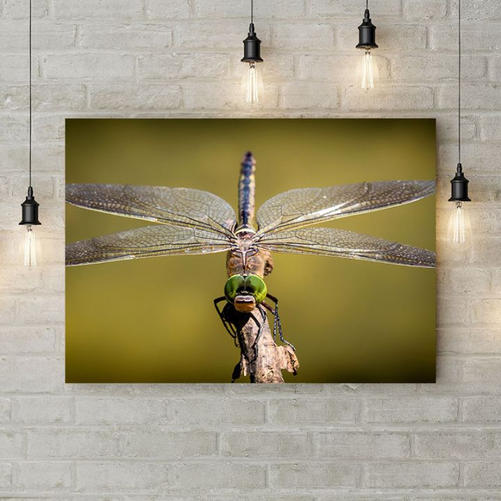 Картина на холсте Взгляд стрекозы, 50х35 см
