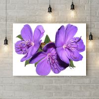 Картина на холсте Фиолетовые цветы на белом фоне, 50х35 см