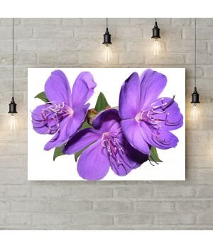 Картина на холсте Фиолетовые цветы на белом фоне, 50х35 см