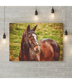 Картина на холсте Гнедой конь, 50х35 см