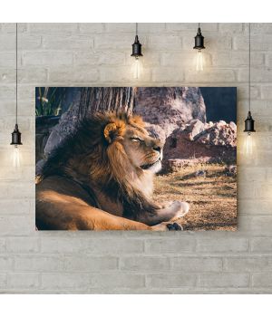 Картина на холсте Лев на отдыхе, 50х35 см
