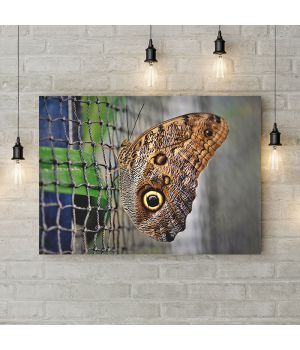 Картина на холсте Бабочка на сетке, 50х35 см