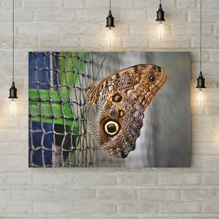Картина на холсте Бабочка на сетке, 50х35 см
