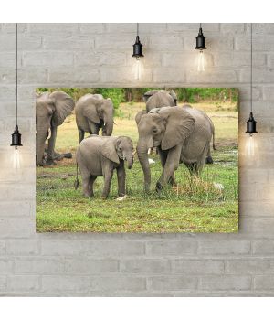 Картина на холсте Слоны на прогулке, 50х35 см