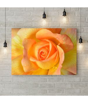 Картина на холсте Оранжево-желтая роза, 50х35 см