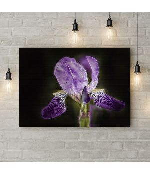 Картина на холсте Фиолетовый ирис, 50х35 см