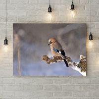 Картина на холсте Сойка на ветке, 50х35 см