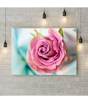 Картина на холсте Розовая роза 3, 50х35 см