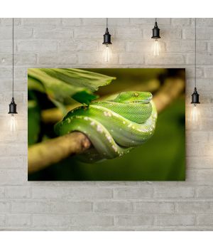 Картина на холсте Зеленая змея на ветке, 50х35 см