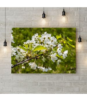 Картина на холсте Цветущая вишня, 50х35 см