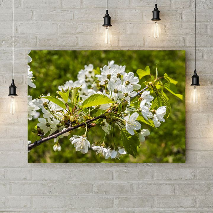 Картина на холсте Цветущая вишня, 50х35 см