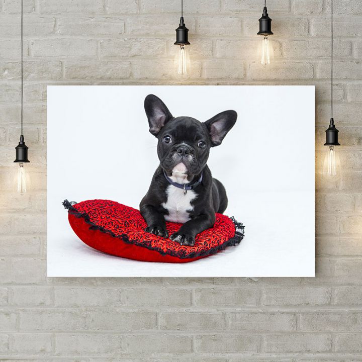 Картина на холсте Собака на подушка, 50х35 см