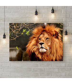 Картина на холсте Лев с пышной гривой, 50х35 см