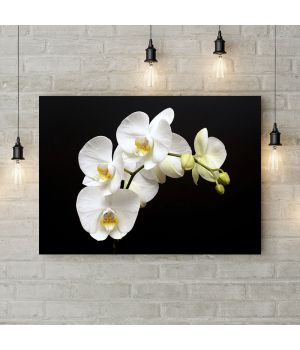 Картина на холсте Фаленопсис белый, 50х35 см
