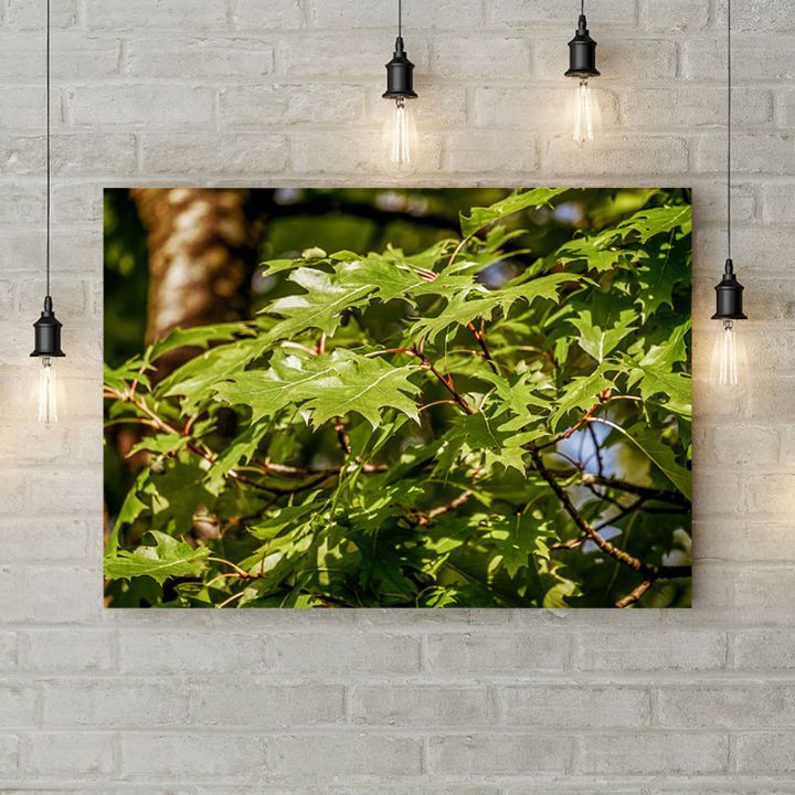 Картина на холсте Листья черного дуба, 50х35 см