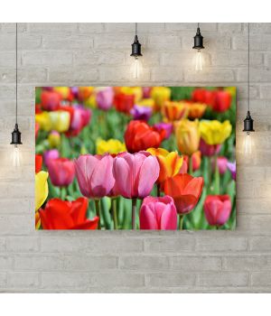 Картина на холсте Цветные тюльпаны 2, 50х35 см