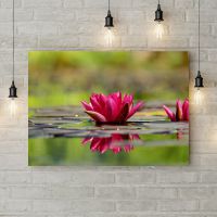 Картина на холсте Ярко розовая кувшинка, 50х35 см