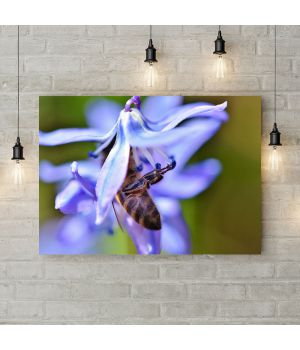 Картина на холсте Пчела на цветке, 50х35 см