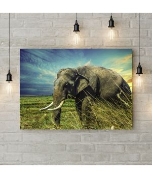 Картина на холсте Слон на прогулке, 50х35 см
