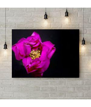 Картина на холсте Розовый цветок на черном фоне, 50х35 см