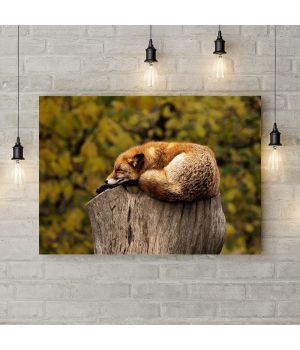 Картина на холсте Lazy fox, 50х35 см