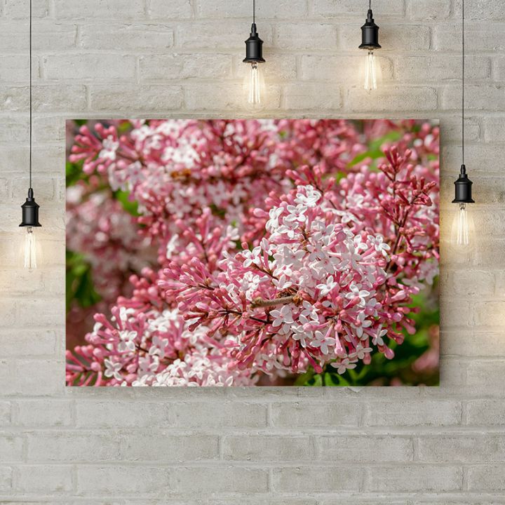 Картина на полотні Біло рожевий бузок, 50х35 см