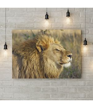 Картина на холсте Лев на охоте, 50х35 см