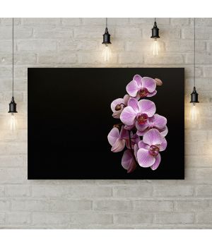 Картина на холсте Фаленопсис розовый, 50х35 см