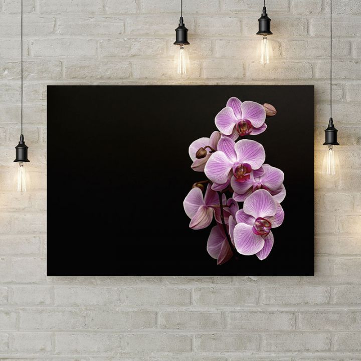 Картина на холсте Фаленопсис розовый, 50х35 см