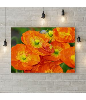 Картина на холсте Цветы оранжевых маков, 50х35 см