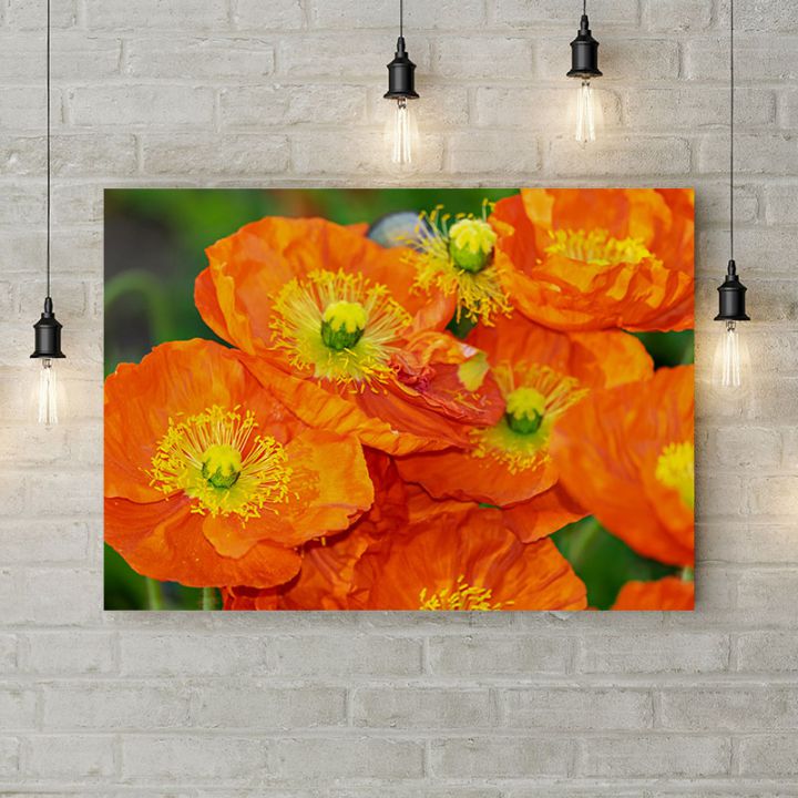 Картина на холсте Цветы оранжевых маков, 50х35 см