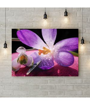 Картина на холсте Фиолетовый крокус, 50х35 см