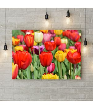 Картина на холсте Цветные тюльпаны 3, 50х35 см