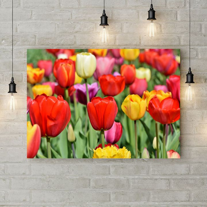 Картина на холсте Цветные тюльпаны 3, 50х35 см