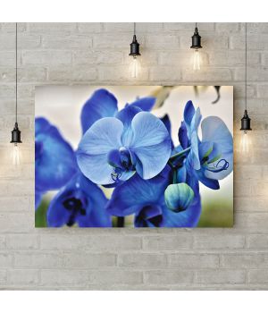 Картина на холсте Фаленопсис голубой, 50х35 см