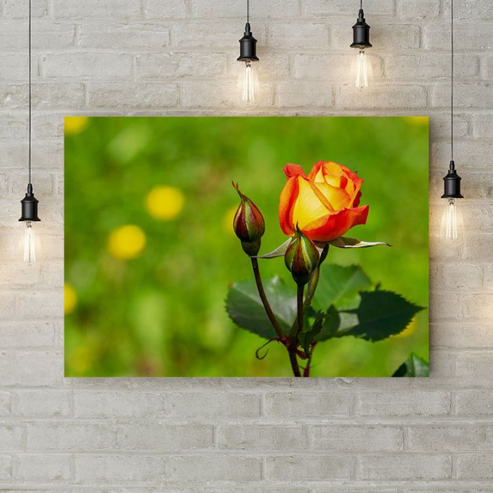 Картина на холсте Расцветающая роза 1, 50х35 см