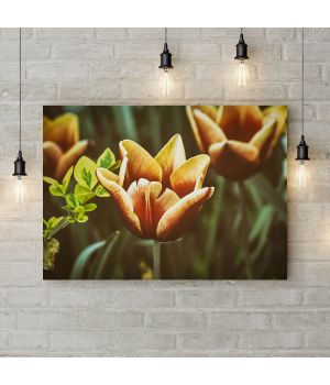 Картина на холсте Распустившийся тюльпан, 50х35 см