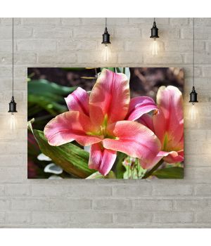 Картина на холсте Розово-белая лилия, 50х35 см