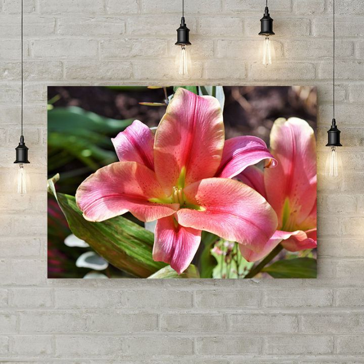 Картина на холсте Розово-белая лилия, 50х35 см